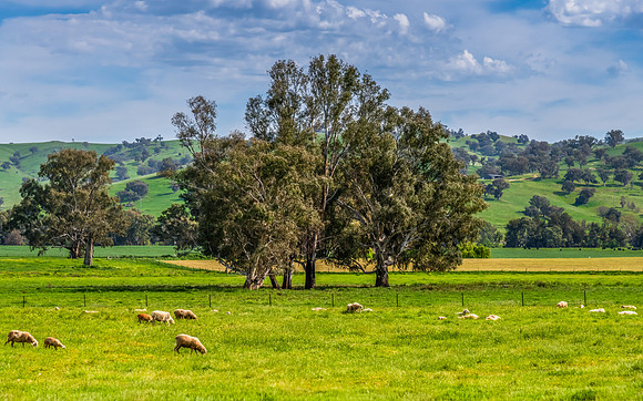 Hills, Gum Trees and Green Fields Under Clouded Skies