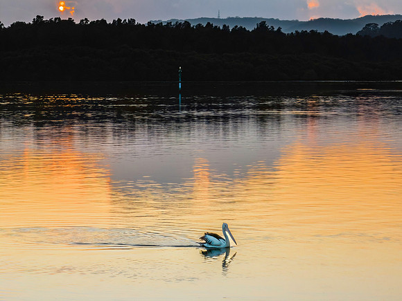 Soft and subtle sunrise waterscape over the bay with pelican