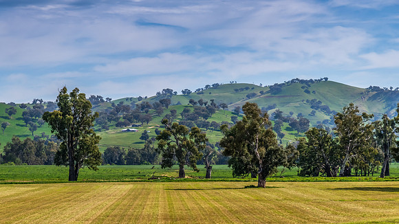 Hills, Gum Trees and Green Fields Under Clouded Skies