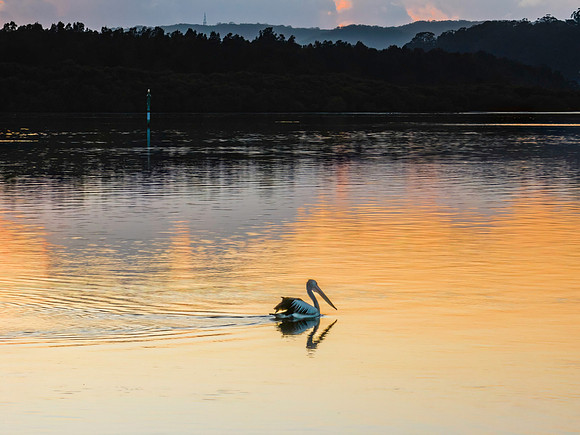 Soft and subtle sunrise waterscape over the bay with pelican