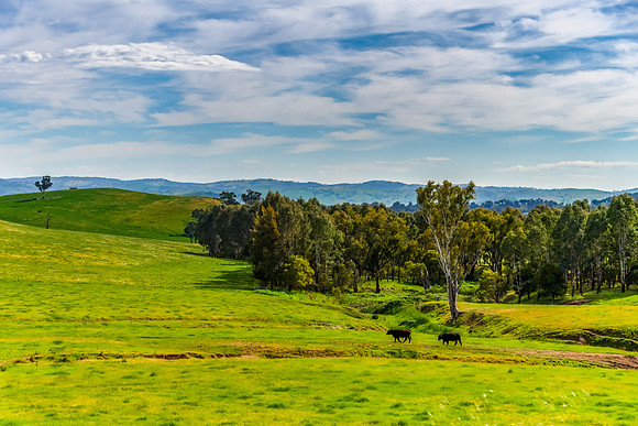 Riverina Countryside in Spring – Lush Fields Under Clouded Ski