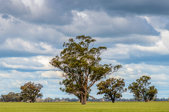Clouds over the green pastures in the Riverina countryside