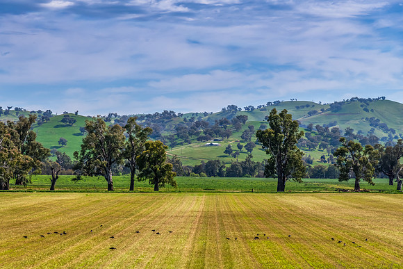 Hills, Gum Trees and Green Fields Under Clouded Skies