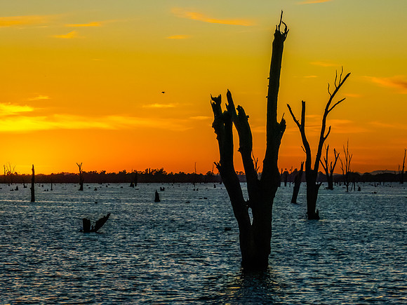 Sunrise over Lake Mulwala and the dead River Gum trees
