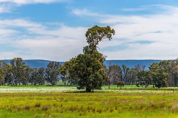 Riverina Countryside in Spring – Lush Fields Under Clouded Ski