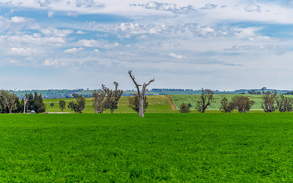 Riverina Countryside in Spring – Lush Fields Under Clouded Ski