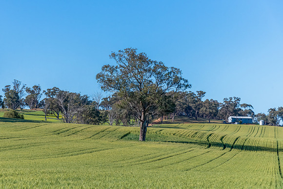 Fields and pastures around the Cowra region in Spring