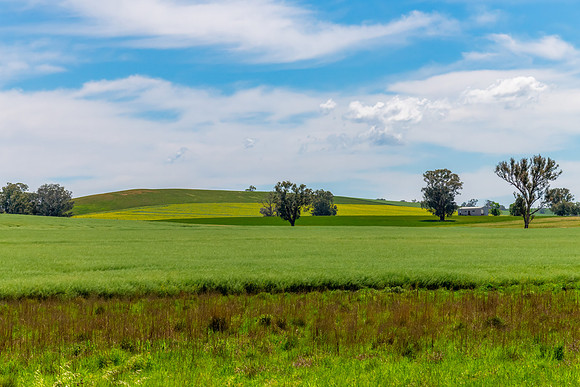 Fields and pastures around the Cowra region in Spring
