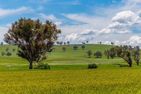 Fields and pastures around the Cowra region in Spring