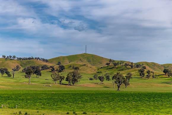 Riverina Countryside in Spring – Green Hill and Gum Trees Unde