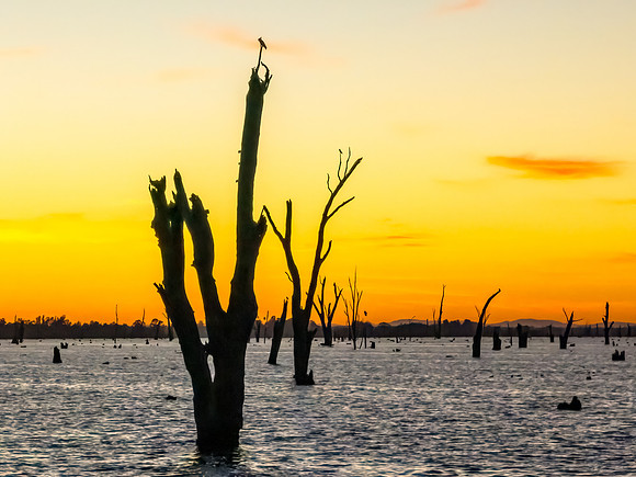 Sunrise over Lake Mulwala and the dead River Gum trees
