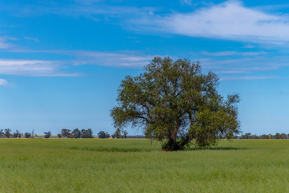 Country Landscape in Spring – Weddin Shire, NSW