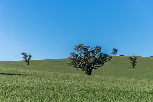 Fields and pastures around the Cowra region in Spring