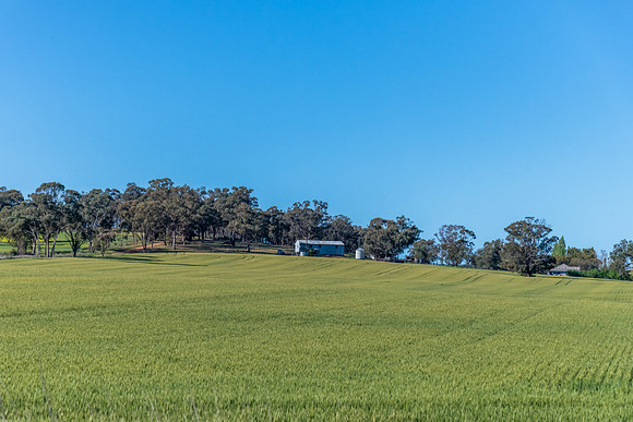 Fields and pastures around the Cowra region in Spring