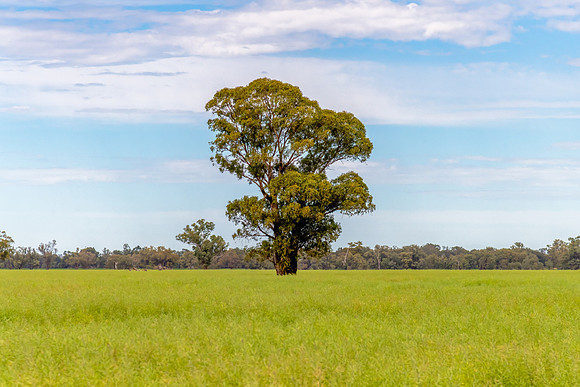 Country Landscape in Spring – Weddin Shire, NSW