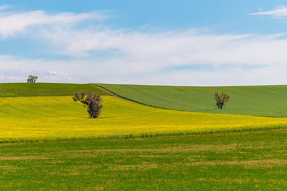 Fields and pastures around the Cowra region in Spring