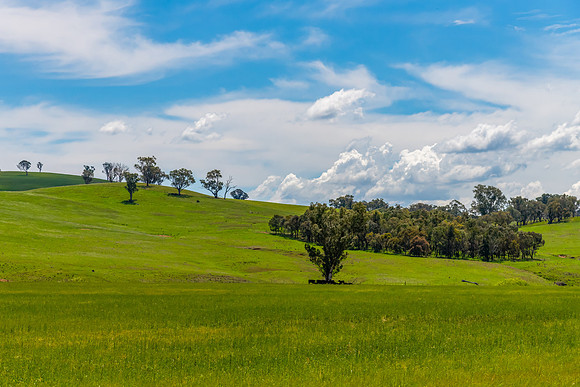 Fields and pastures around the Cowra region in Spring