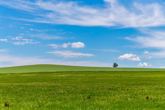 Fields and pastures around the Cowra region in Spring