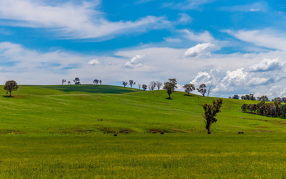 Fields and pastures around the Cowra region in Spring