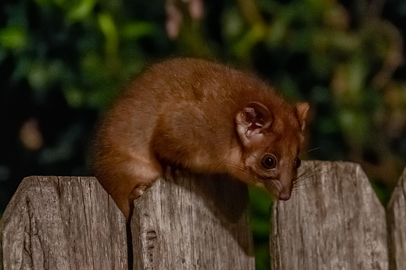Juvenile Ringtail Possum
