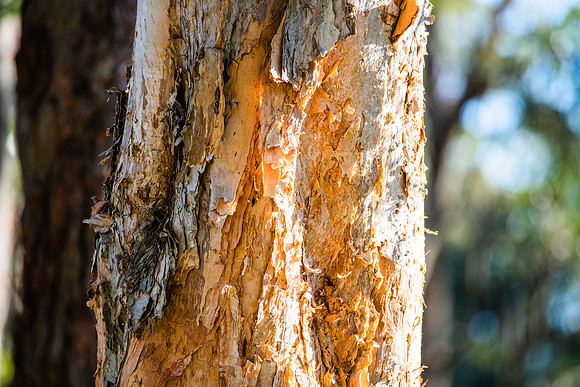 Paperbark gum tree