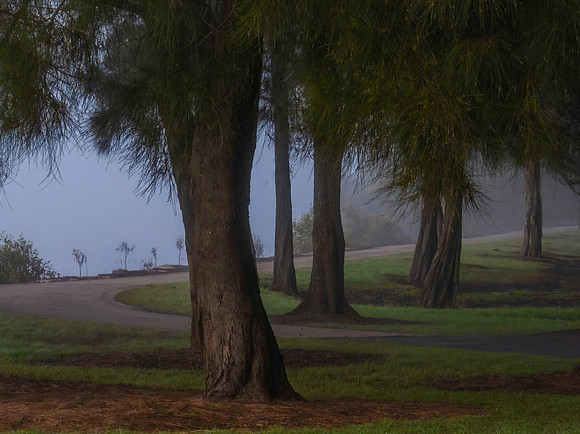 Foggy morning with trees at the waters edge