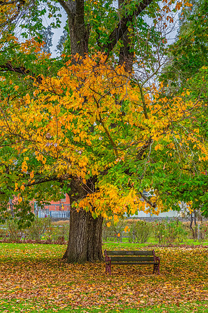 Castlemaine Botanical Gardens in late Autumn