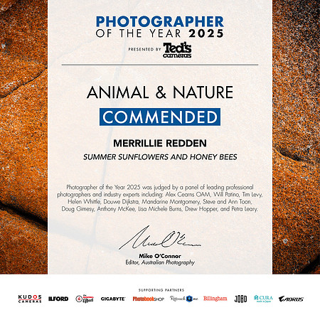2025 Photographer of the Year - Commended