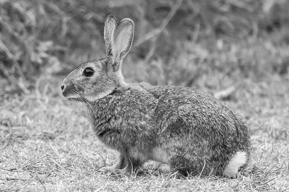 Wild European Rabbit in Australia in monochrome