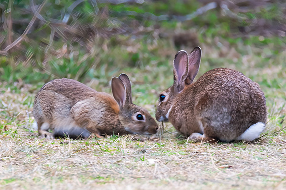 Wild European Rabbits in Australia (Oryctolagus cuniculus)