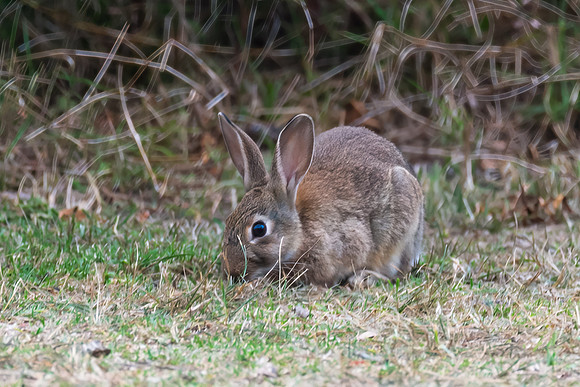 Wild European Rabbits in Australia (Oryctolagus cuniculus)
