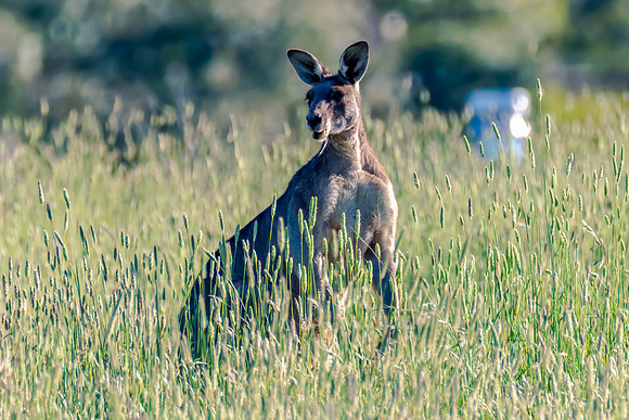 Male kangaroo in the long paddock grass