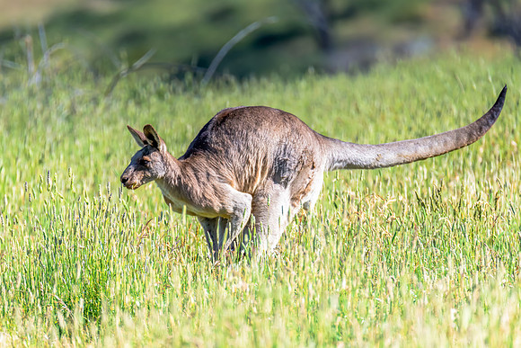 Male kangaroo in the long paddock grass