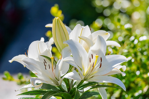 Madonna Lily flowers in bloom