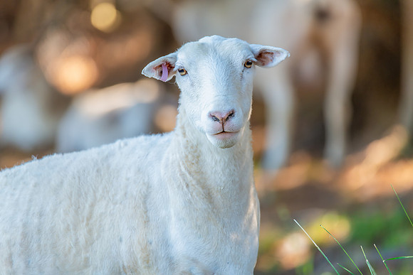 Sheep on the farm - Australian White ewe