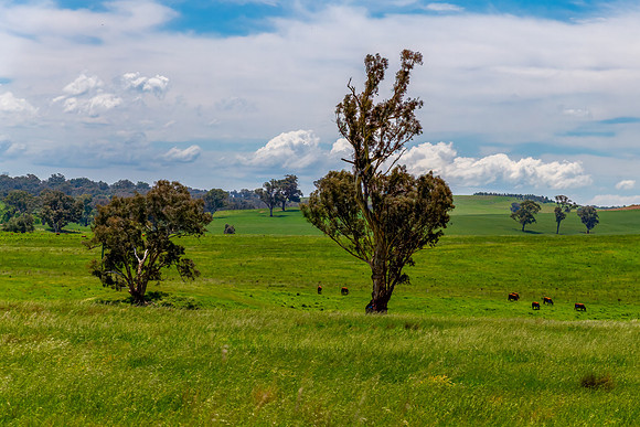 Fields and pastures around the Cowra region in Spring