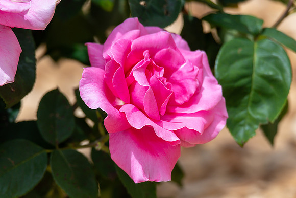Pink Rose blooming in the garden