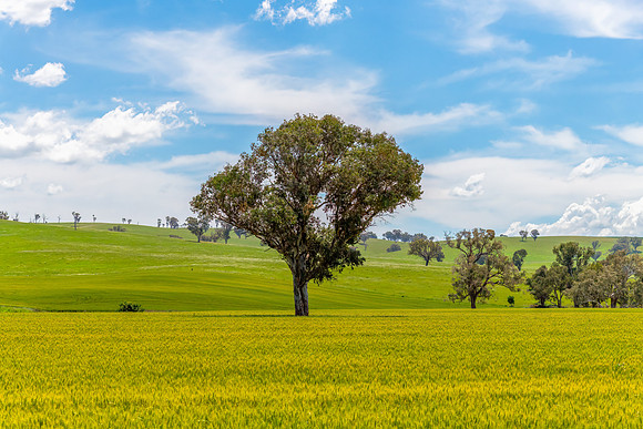 Fields and pastures around the Cowra region in Spring
