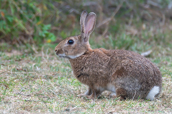 Wild European Rabbits in Australia (Oryctolagus cuniculus)