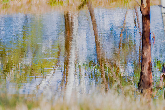 Artisitc interpretation of tree trunk reflections in the dam