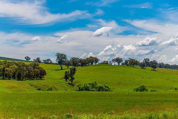 Fields and pastures around the Cowra region in Spring