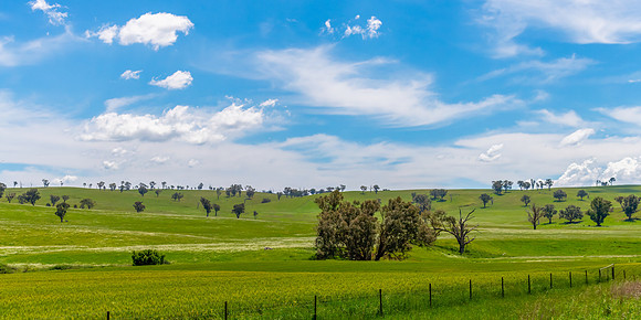 Fields and pastures around the Cowra region in Spring