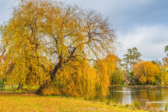 Castlemaine Botanical Gardens in late Autumn