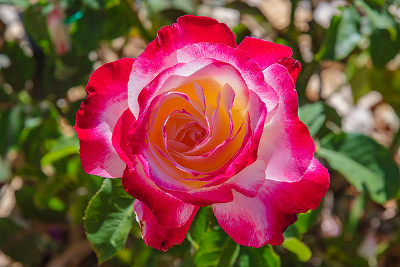 Double Delight Two Toned Red and White Roses in the Garden