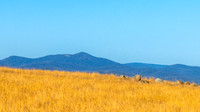 Dry Summer Countryside in the Southern Tablelands