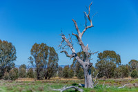 Winton Wetlands Reserve