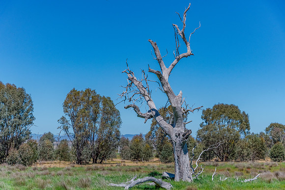 Winton Wetlands Reserve