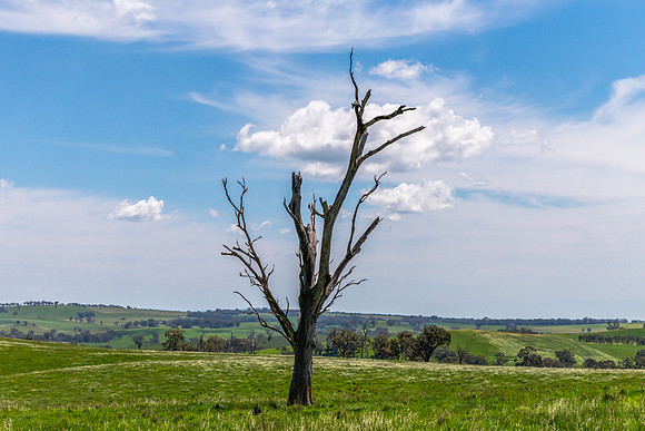 Tranquil Spring countryside in the Central West of NSW