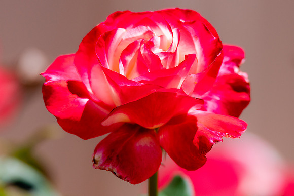 Double Delight Two Toned Red and White Roses in the Garden