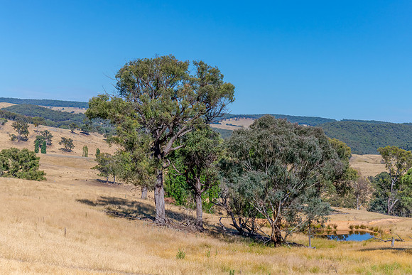 Summer's fields in the Upper Lachlan Shire countryside